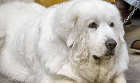 大白熊犬的寿命一般是多久