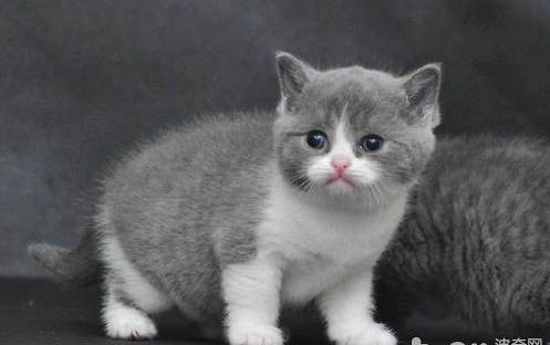 养小猫咪需要准备什么