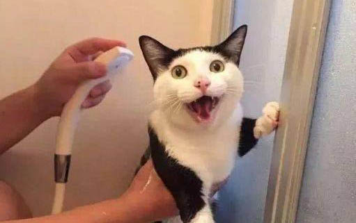 猫咪经常呕吐怎么办?