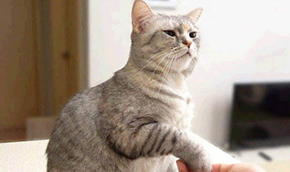 猫得了猫瘟吃什么药比较好