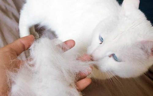 小猫可以一周内吃几次蛋黄