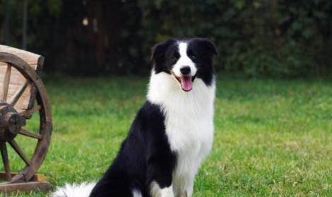 边境牧羊犬护主性强吗