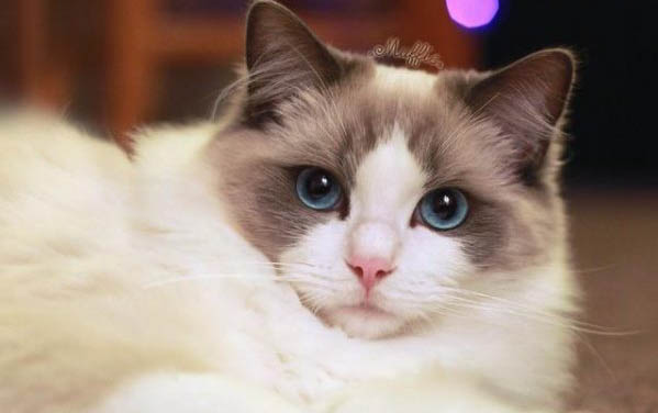 小猫能不能喝牛奶?