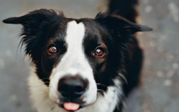 澳大利亚牧羊犬消化不良