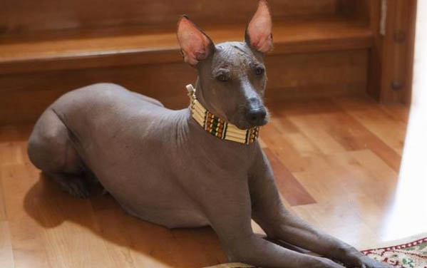 狗狗得了细小犬瘟有什么症状