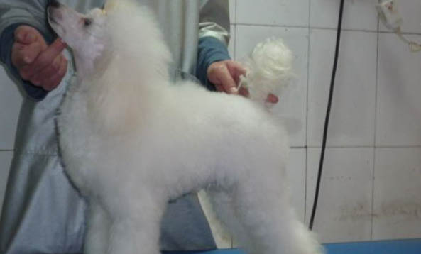 贵宾犬和雪纳瑞哪个好养