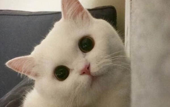 猫白血病能活多久