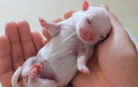 小狗得犬瘟老是咳嗽怎么办