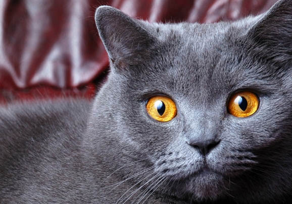 英国短毛猫常见疾病有哪些