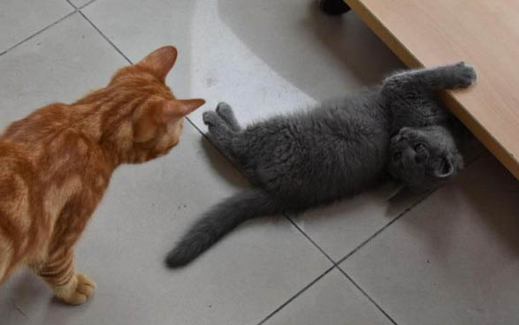 小猫猫藓可以自愈吗?