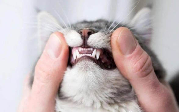 猫咪肝损伤有哪些症状