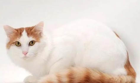土耳其梵猫脱毛严重的原因及处理方法