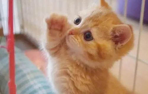 宠物店橘猫多少钱一只，小橘猫正常价格大概多少