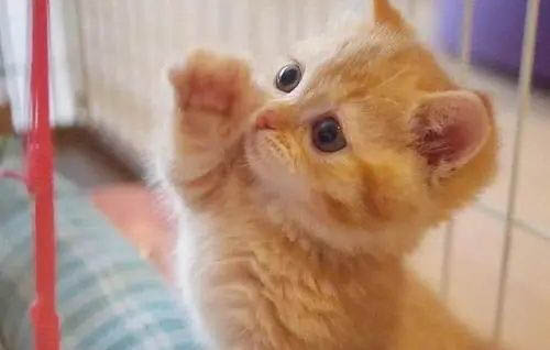 宠物店橘猫多少钱一只,小橘猫正常价格大概多少