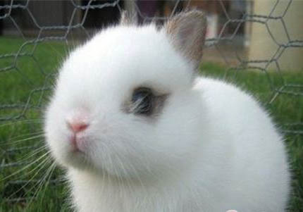 海棠兔一般多少钱