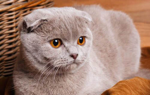 猫咪的尴尬期和发腮期是什么时候