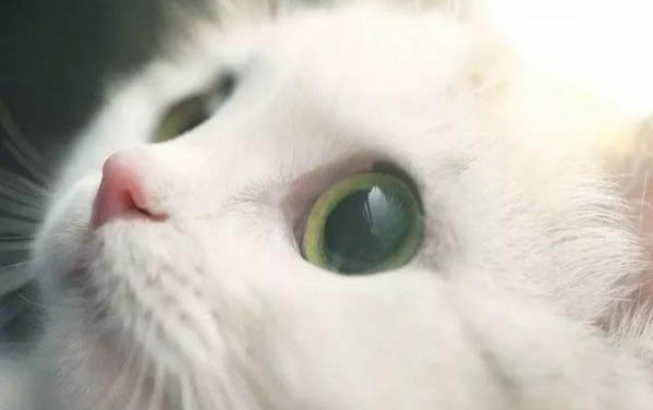 猫咪突然弓背,该如何处理?
