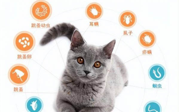 猫咪眼睛肿胀充血原因