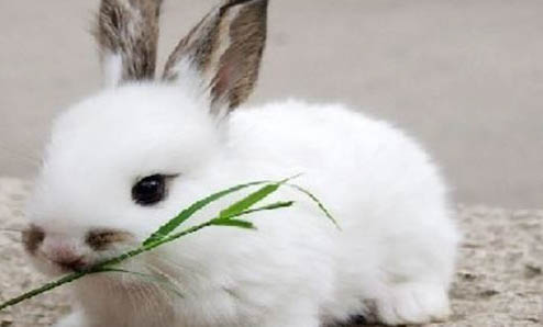 兔子爱吃的食物有哪些
