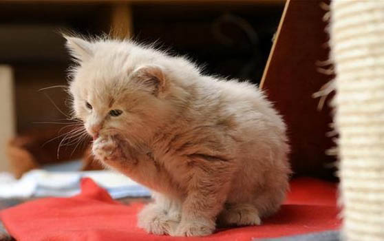 小猫吃东西少总藏起来