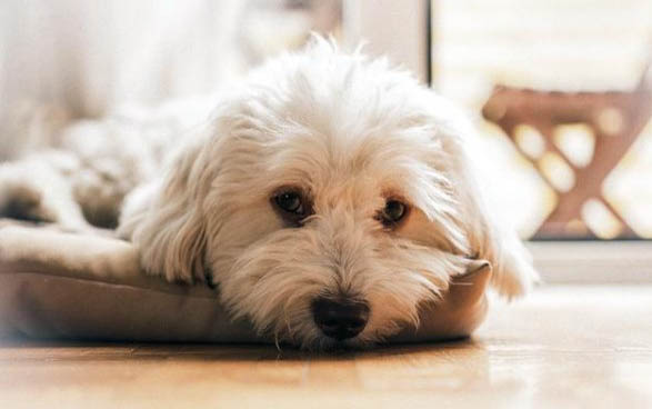 狗狗为什么也会有佝偻病