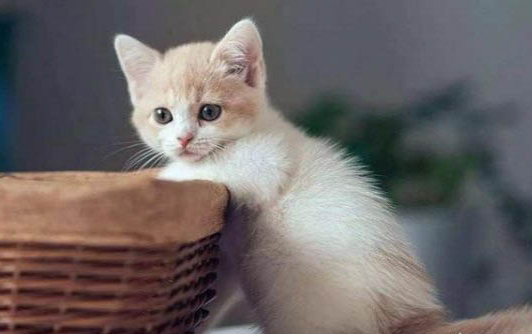 猫口吐白沫还活蹦乱跳是什么原因