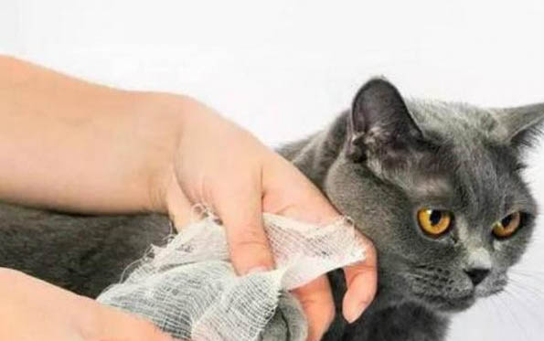 猫咪的眼睛有分泌物正常吗