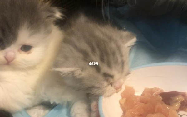 小奶猫不吃不喝一直叫