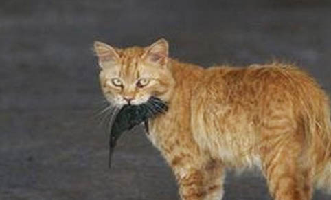 猫咪为什么会漏尿?如何处理以及注意事项