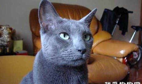 俄罗斯蓝猫和英短蓝猫能配吗