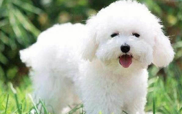 比熊小时候毛发黄吗?