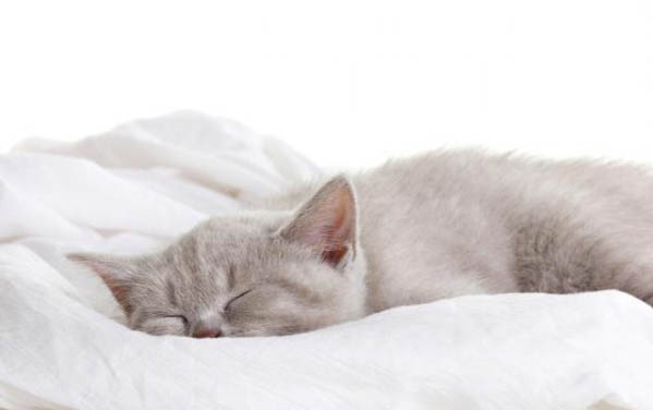 安慕希猫可以喝吗