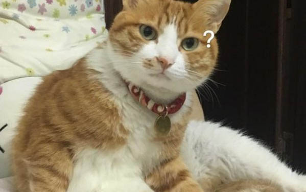 猫趴着睡是什么原因