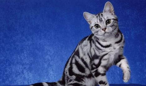 阿比西尼亚猫和东方短毛猫哪个好养