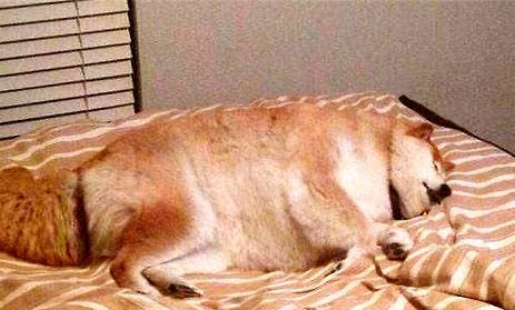 狗狗有一只眼睛睁不开