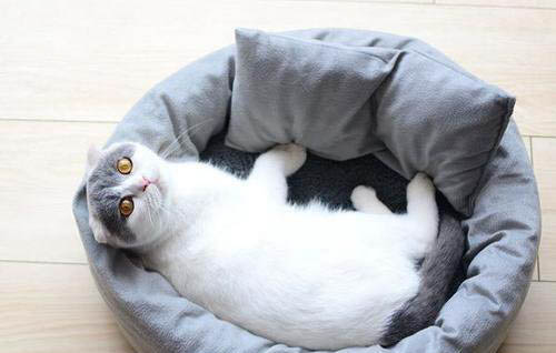 如何让猫咪把你当成主人
