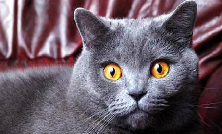 猫咪身上掉毛一块一块的