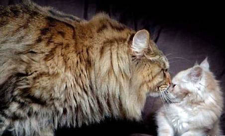 缅因猫和布偶猫哪个大