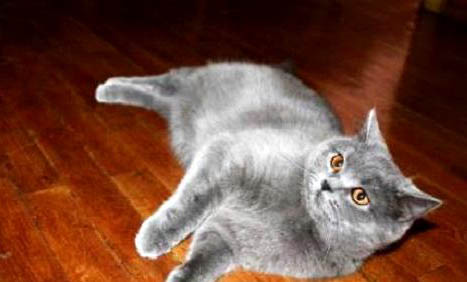 美国短毛猫特征有哪些