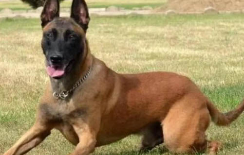 马犬的正确饲养方法