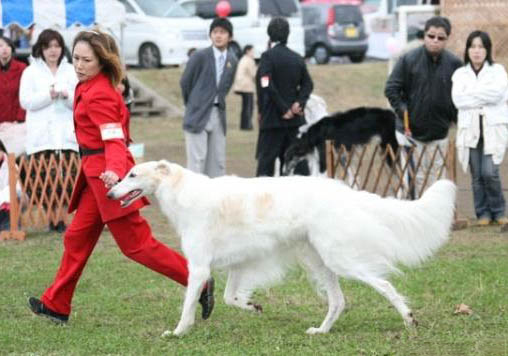 苏俄猎狼犬有攻击性吗