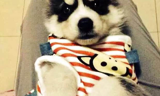 狗狗尾巴翘不起来