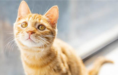 怎么看母猫有没有怀孕呢
