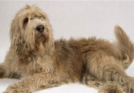 米格鲁猎犬的缺点