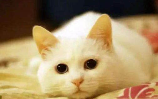猫咪瞳孔缩小还有救吗