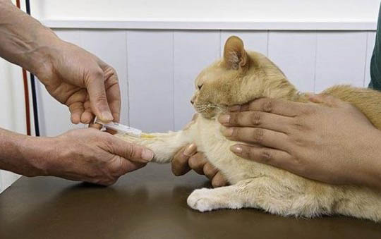 刚满月的小猫好养活吗