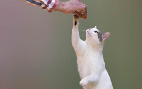 水仙花和猫能一起养吗为什么呢