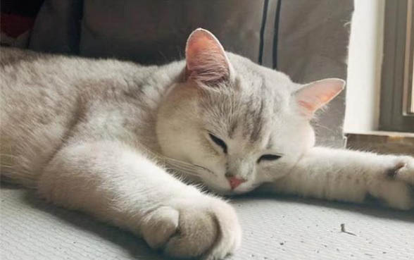 小猫出生五个月打疫苗晚了吧