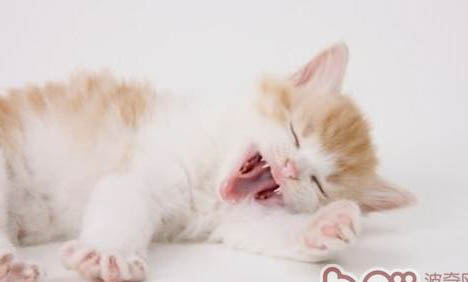 宠物猫：猫呕吐食物的原因及处理方法