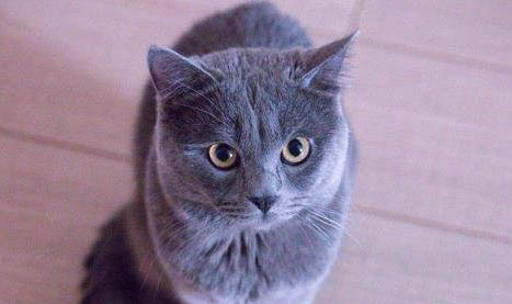 英短蓝猫怕冷吗